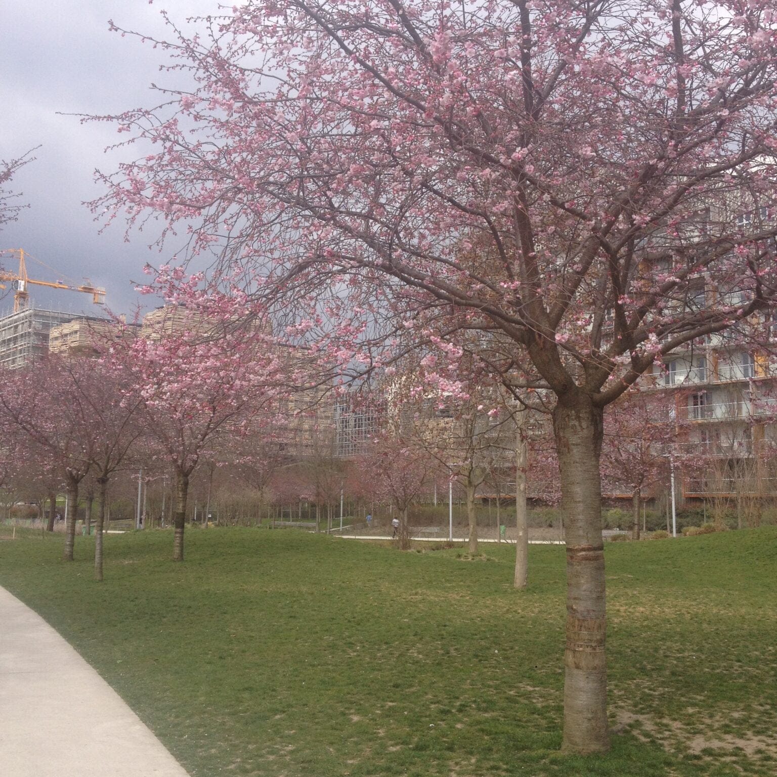 Parc Clichy-Batignolles - Martin Luther King