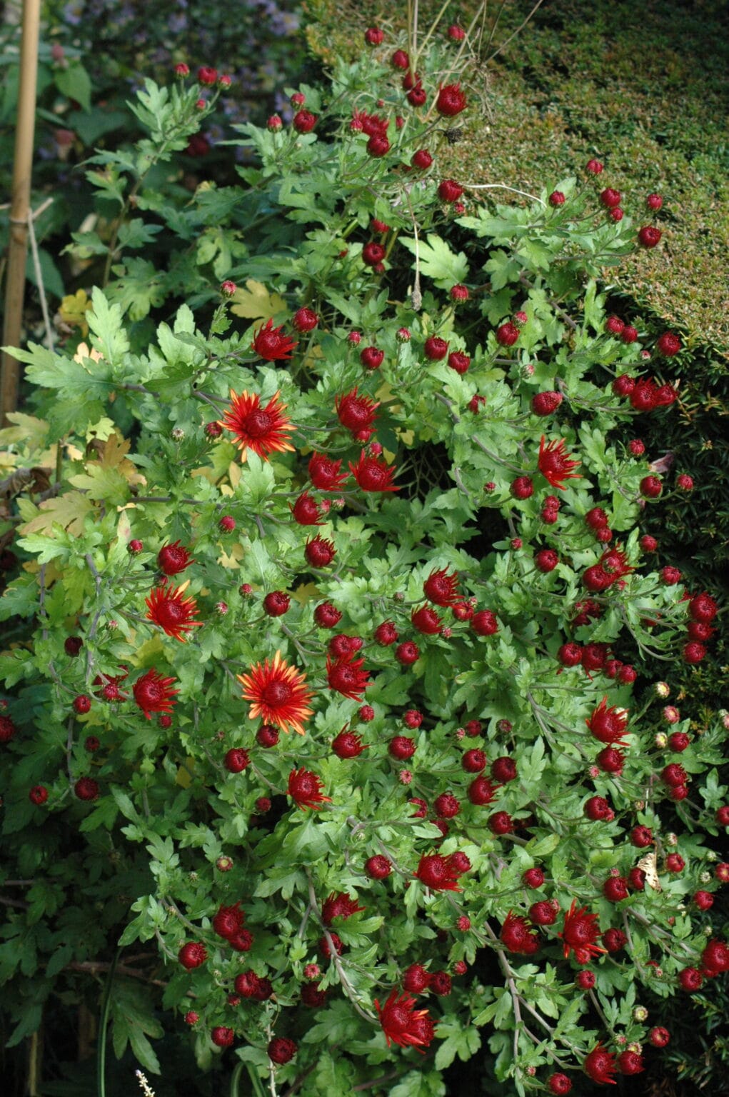 Jardin des Métamorphozes