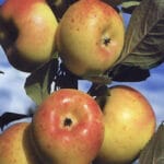 Vergers des fruits anciens Etouars et Soudat