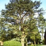 Arboretum d'Harcourt