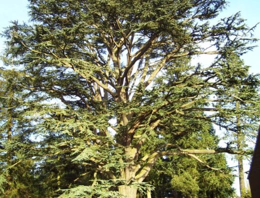 Arboretum d'Harcourt