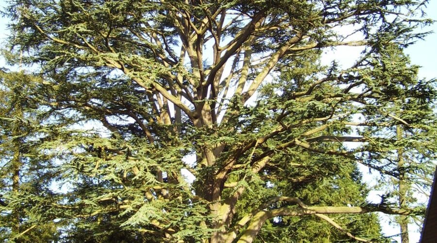 Arboretum d'Harcourt