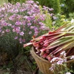 Jardin du Lézard Vert