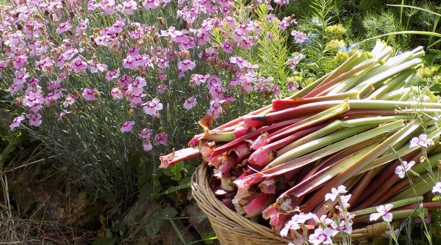 Jardin du Lézard Vert