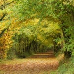 Eglise Notre Dame (XVIIIè)