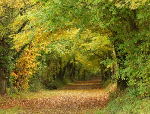 Eglise Notre Dame (XVIIIè)