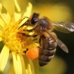 MIELLERIE DES CLAUSES