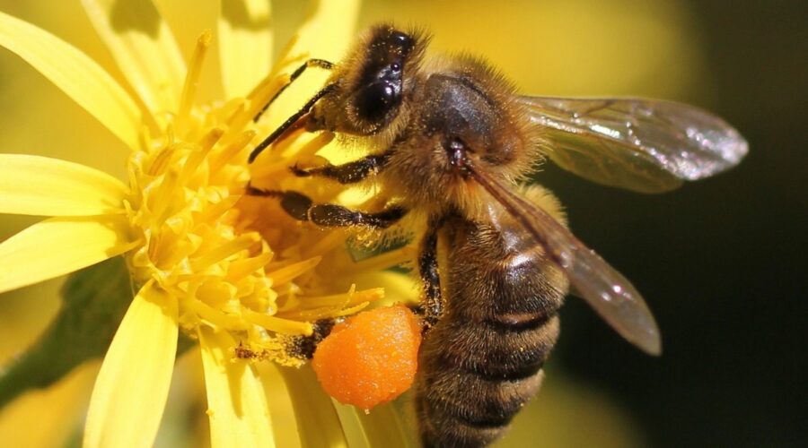 MIELLERIE DES CLAUSES