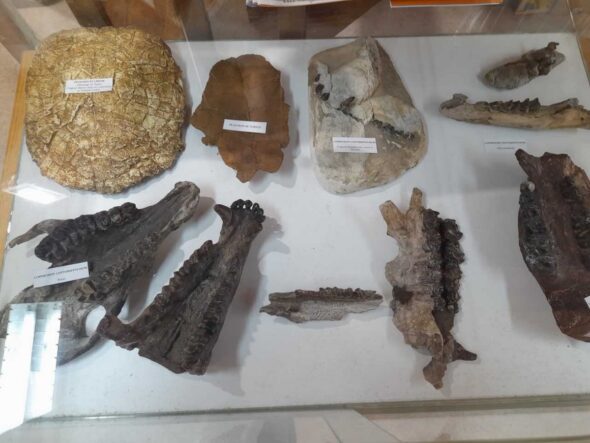 MUSÉE DES FOSSILES ET DES MINÉRAUX