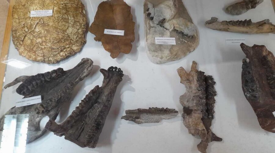 MUSÉE DES FOSSILES ET DES MINÉRAUX
