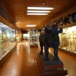 Musée Africain
