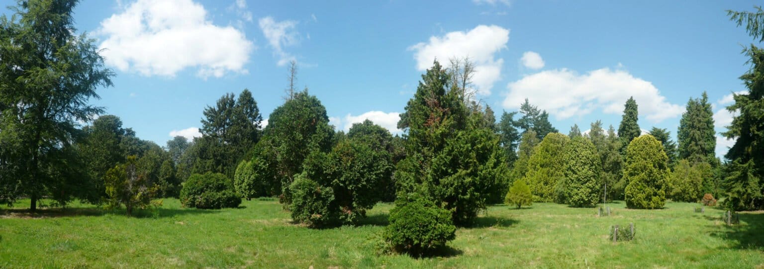 Arboretum de Versailles – Chèvreloup