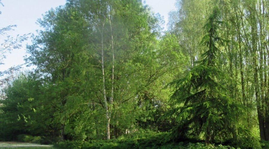 Arboretum de la Brune