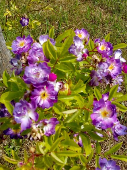 Les Jardins ethnobotaniques de Haute Terre