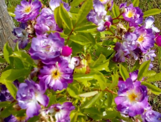 Les Jardins ethnobotaniques de Haute Terre