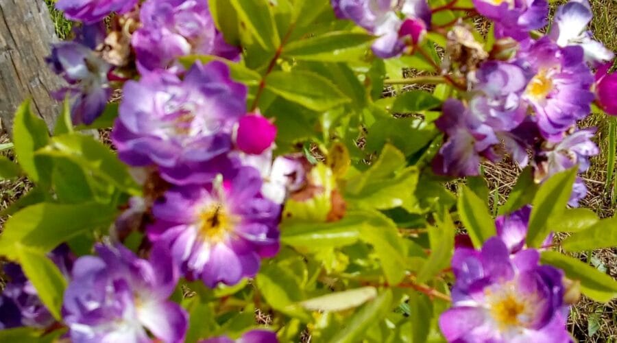 Les Jardins ethnobotaniques de Haute Terre