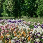 Parc et Château de Pesselières