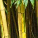 Bambousaie de La Roque-Gageac