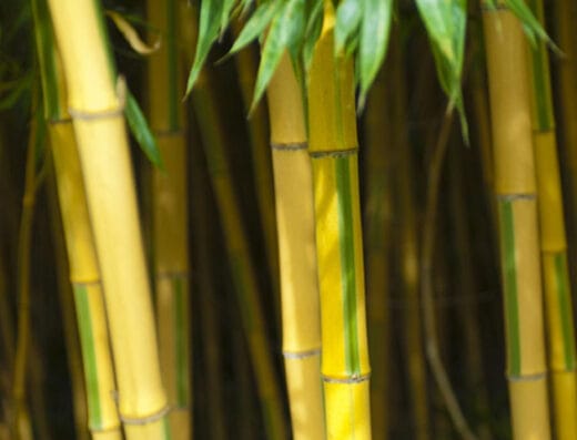 Bambousaie de La Roque-Gageac