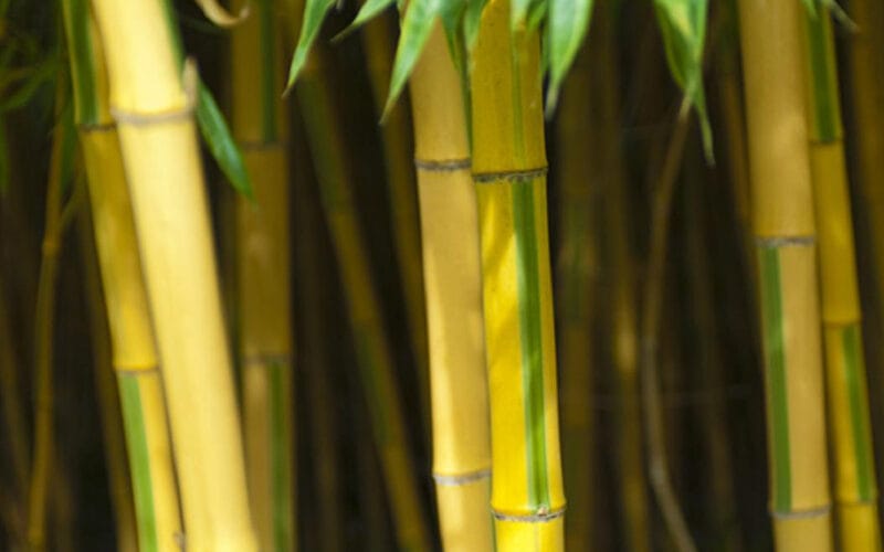 Bambousaie de La Roque-Gageac