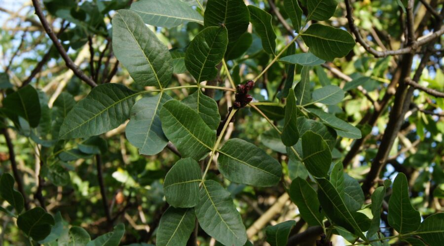 CACTUSERAIE D'ESCAÏRE-FIGUE