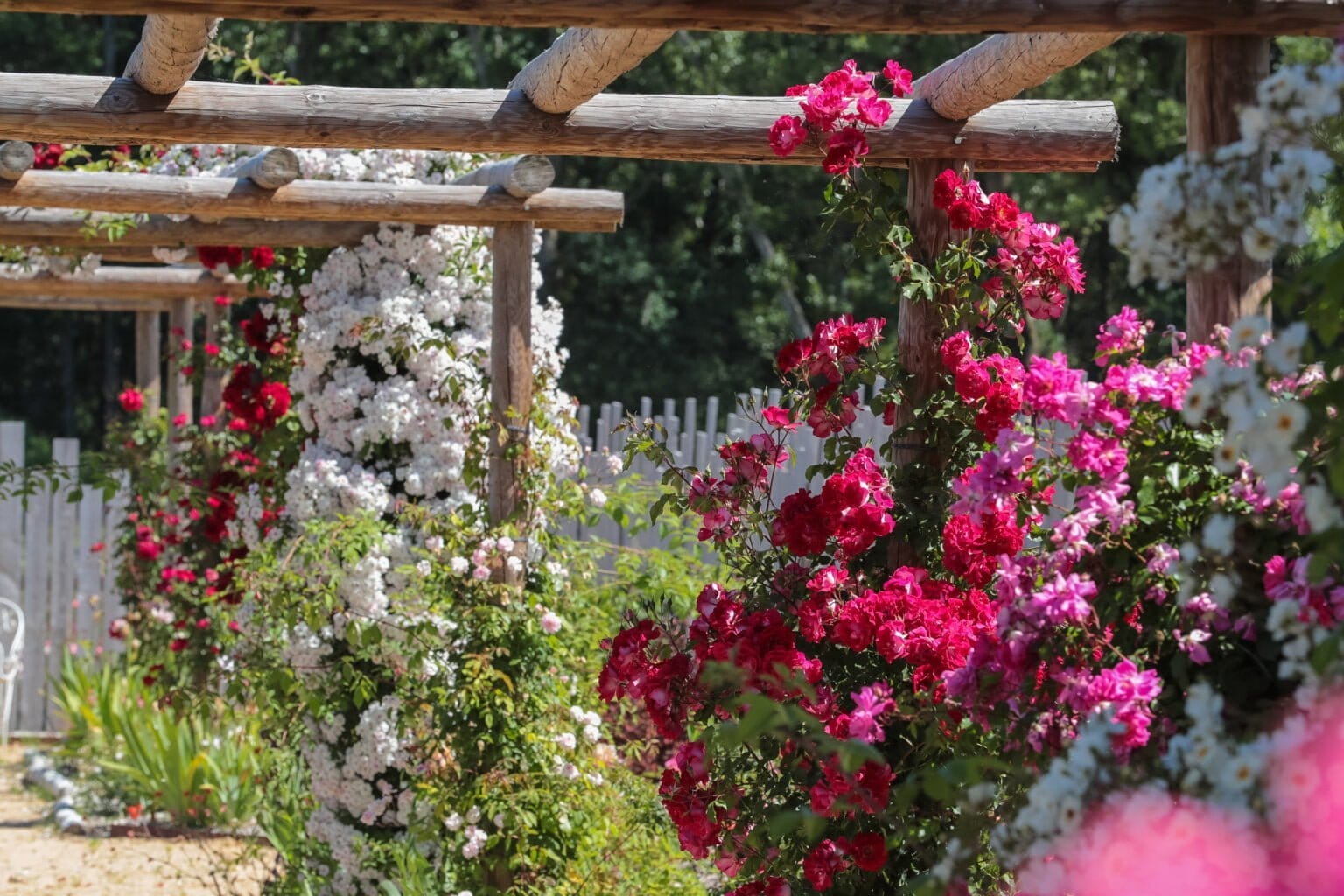 Le jardin de Roses André Eve®