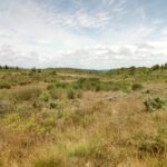 LE SENTIER DES ORCHIDÉES