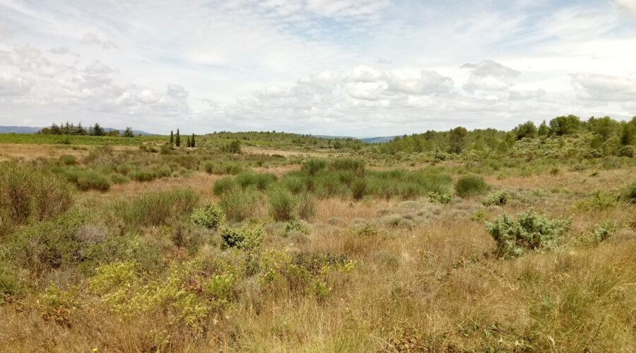 LE SENTIER DES ORCHIDÉES