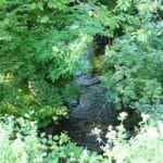Arborétum des Pouyouleix