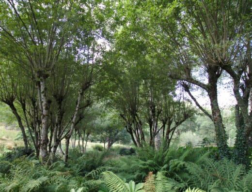 Jardin de Val Maubrune