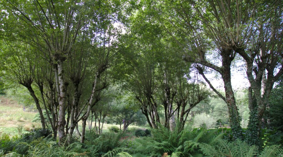 Jardin de Val Maubrune