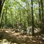 Le Bois des chèvres