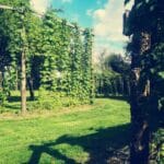 Houblonnière La KreuZe - Jardin atypique