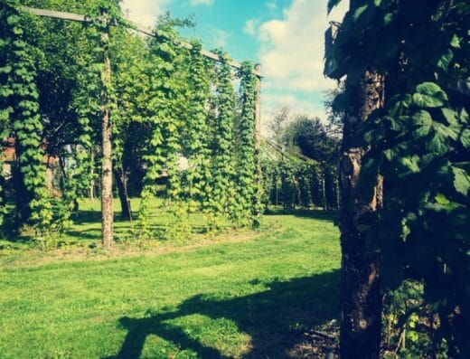 Houblonnière La KreuZe - Jardin atypique