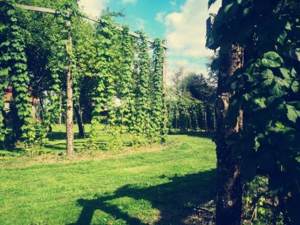 Houblonnière La KreuZe - Jardin atypique