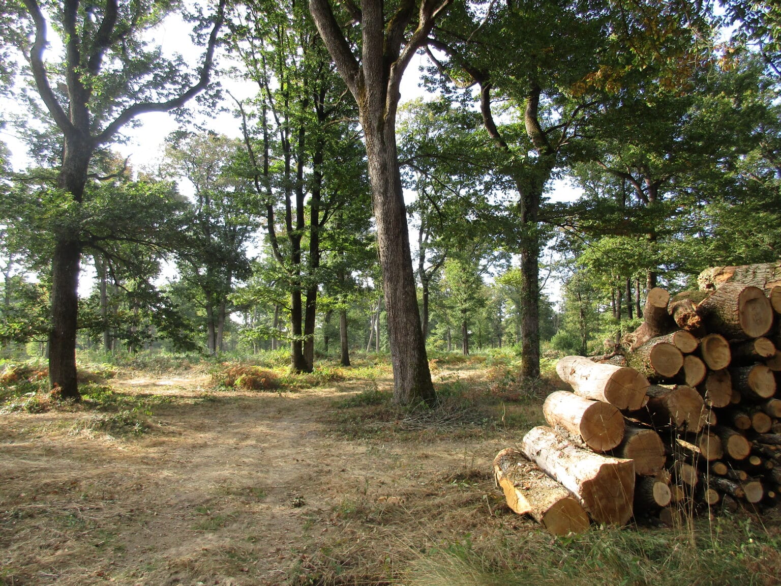 Forêt Domaniale de Vouillé-Saint-Hilaire
