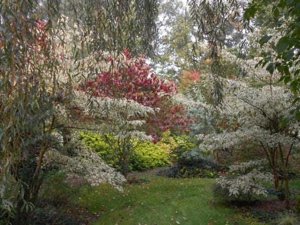 Jardin de Cistus