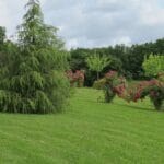 Jardin Pimpinellifolia