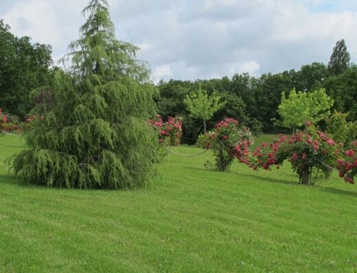 Jardin Pimpinellifolia