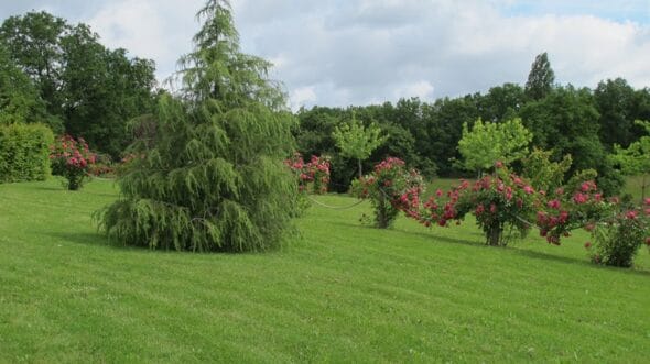 Jardin Pimpinellifolia