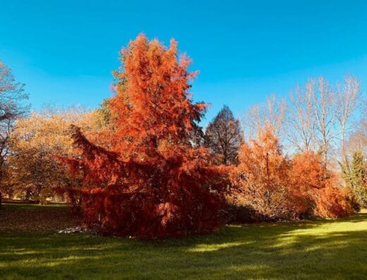 Parc Botanique du Château de Neuvic
