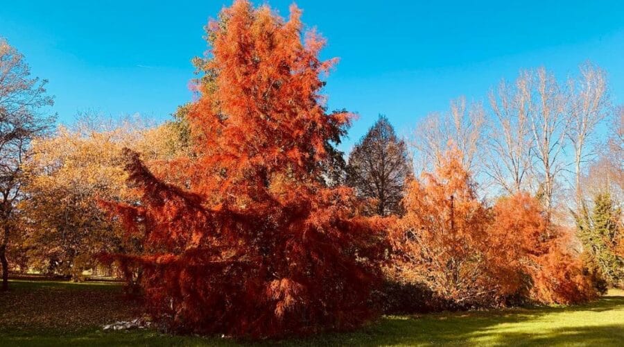 Parc Botanique du Château de Neuvic