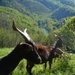 Fromages de chèvres du Rove et de brebis corses