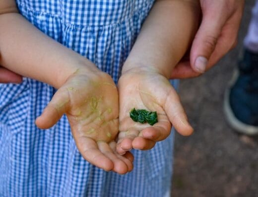 Jardin Conservatoire des Fleurs et Légumes