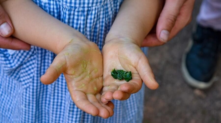 Jardin Conservatoire des Fleurs et Légumes