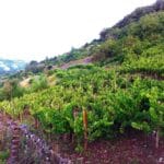 Domaine des Boissières