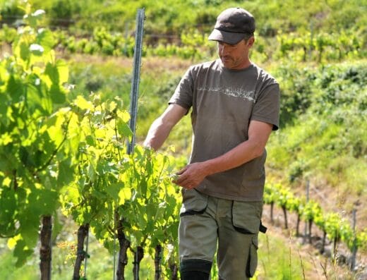 Domaine de la Carolie