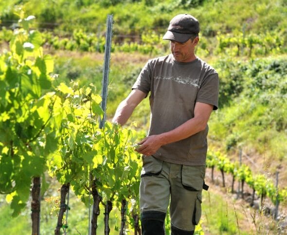 Domaine de la Carolie