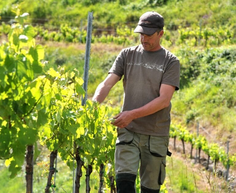 Domaine de la Carolie