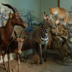 Muséum d'Histoire Naturelle